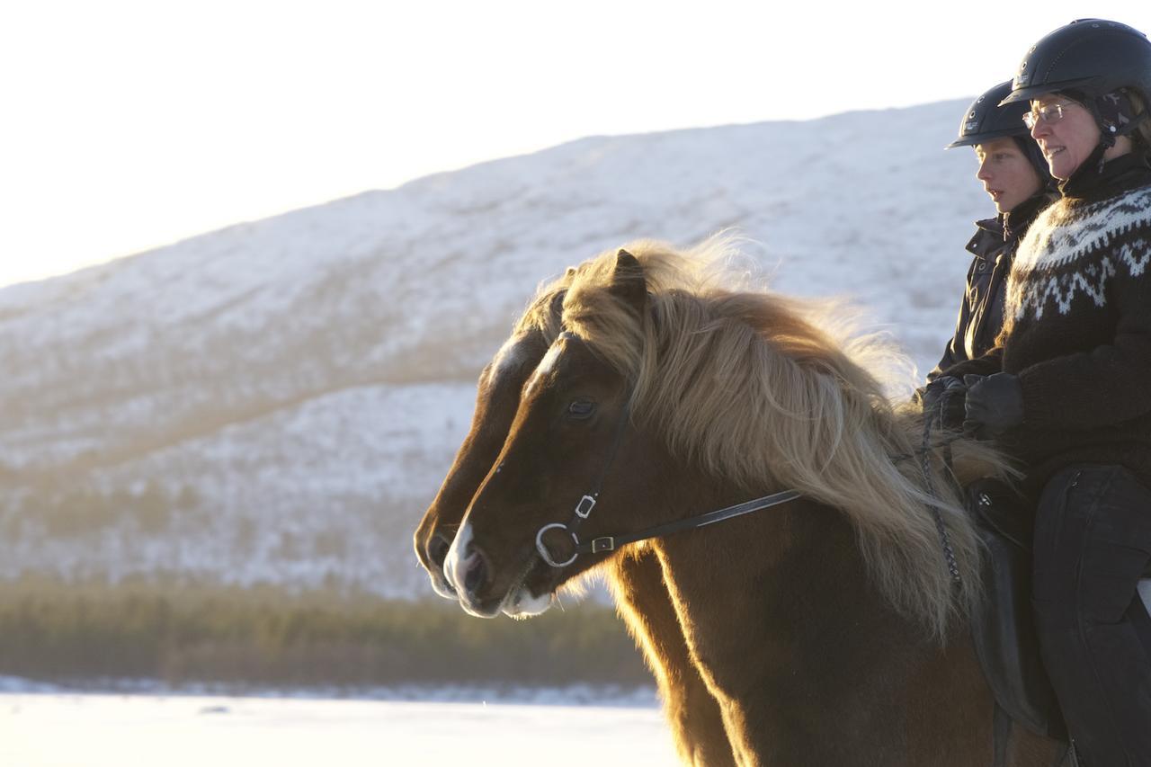 Ofelas Islandshaestar & Guideservice Kiruna Exteriér fotografie