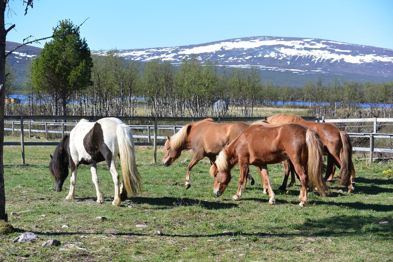 Ofelas Islandshaestar & Guideservice Kiruna Exteriér fotografie
