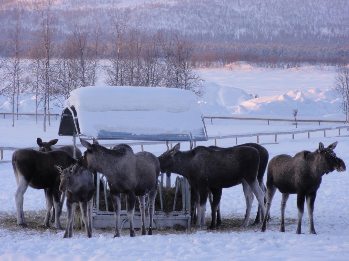 Ofelas Islandshaestar & Guideservice Kiruna Exteriér fotografie