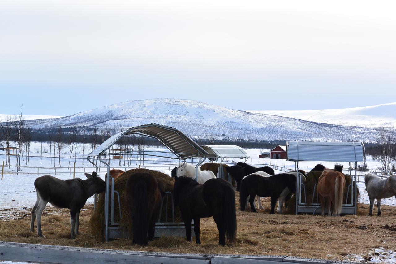 Ofelas Islandshaestar & Guideservice Kiruna Exteriér fotografie